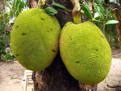 Jackfruit.jpg