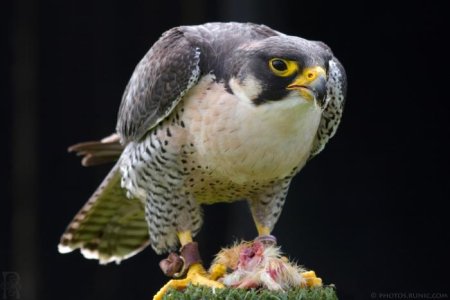 Peregrine_Falcon.jpg