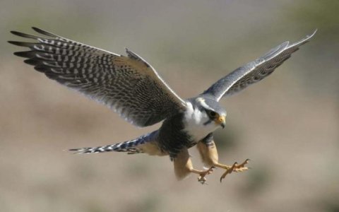 peregrine falcon 3.jpg