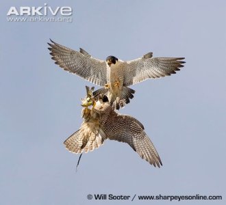 Peregrine-falcon 2.jpg