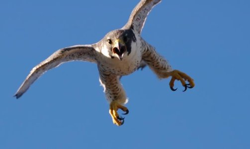 PeregrineFalcon 4.jpg
