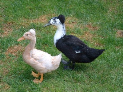 ducks1.JPG