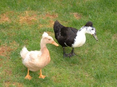 ducks2.JPG