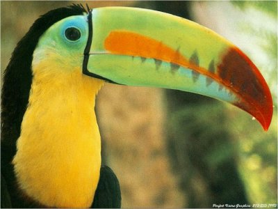 toucan_photo.jpg