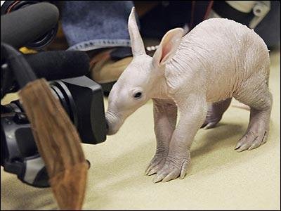 Baby-Aardvark-1.jpg