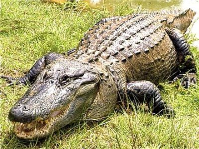 Alligator.jpg