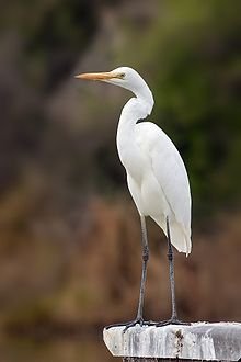 220px-Ardea_modesta.jpg