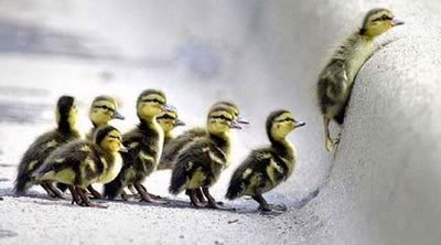 baby-ducks-in-a-row-778033.jpg