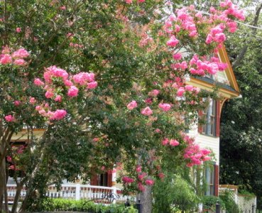 July 4, 2007 008.jpg