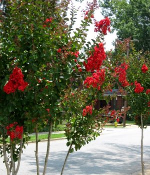 July 4, 2007 012.jpg