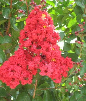 July 4, 2007 013.jpg