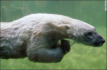 polar-bear-underwater.jpeg