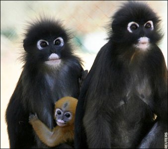 langur-monkeys.jpeg