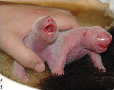 newborn-twin-pandas.jpeg