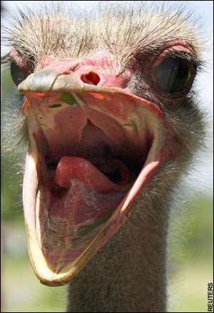 laughing-ostrich.jpeg