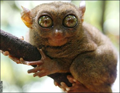 tarsier.jpeg
