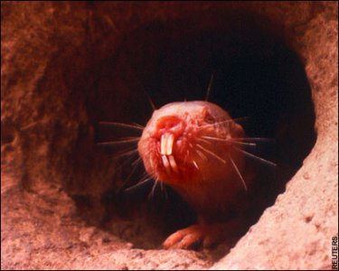 naked-mole-rat.jpeg