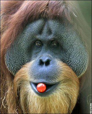 orang-utan-tomato.jpeg
