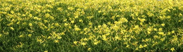 July 4, 2007 001.jpg