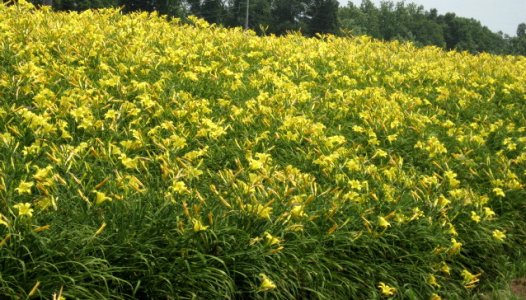 July 4, 2007 002.jpg