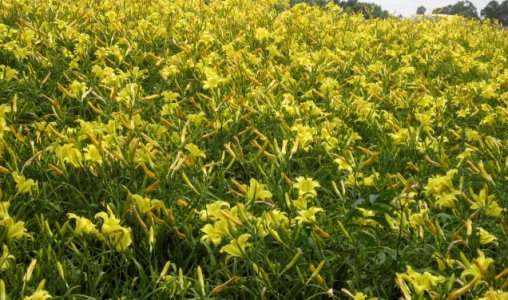 July 4, 2007 003.jpg