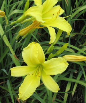 July 4, 2007 005.jpg