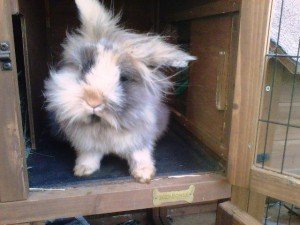 bunny - long hair.jpg