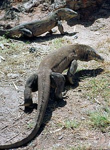 220px-KomodoDragonRinca1.jpg
