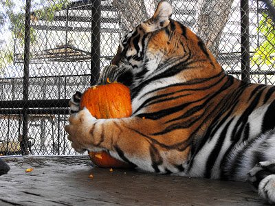 Tiger w pumpkin.jpg