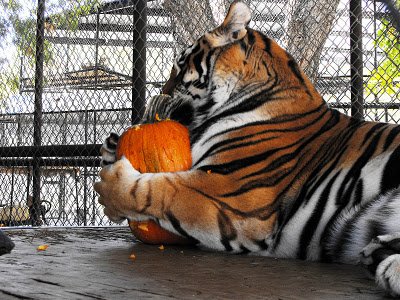 Tiger w pumpkin.jpg