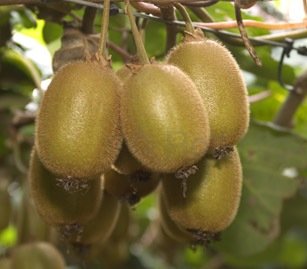 kiwi-fruit.jpg
