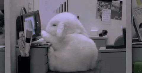 office bunny.gif