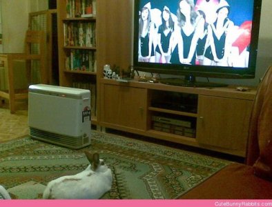 bunny-likes-watching-tv_large.jpg