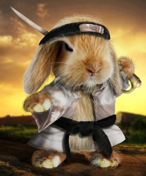 bunny ninja.jpg bunny ninja.jpg