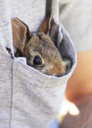 bunny in pocket.jpg bunny in pocket.jpg
