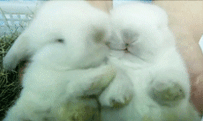 bunny cuddle.gif bunny cuddle.gif