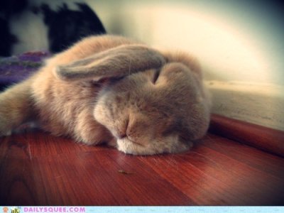 bunny sleeping.jpg
