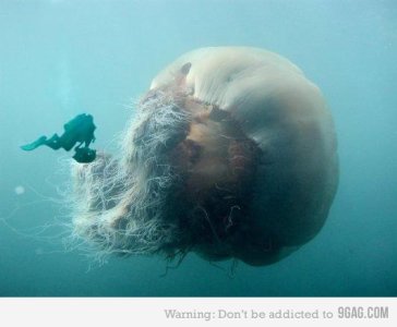nomura-jellyfish.jpg nomura-jellyfish.jpg