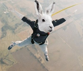 bunny sky dive.jpg bunny sky dive.jpg
