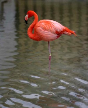 flamingo.jpg