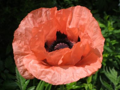 oriental poppie 01.jpg