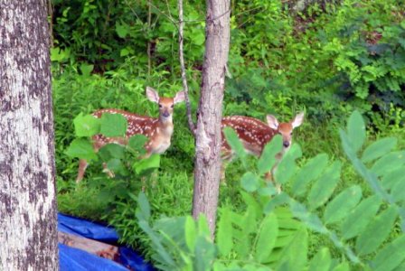 redtwins8.jpg redtwins8.jpg