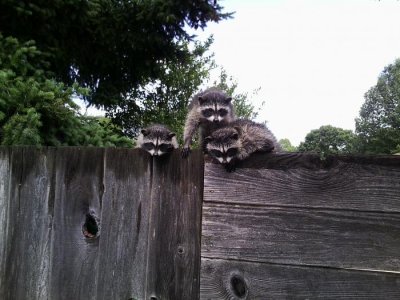 Racoonsx5.jpg
