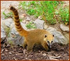 coatis roux.jpg