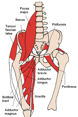 psoas.PNG