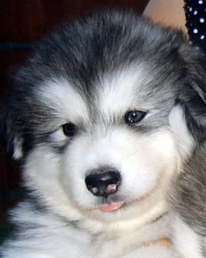 A cute malamute.jpg