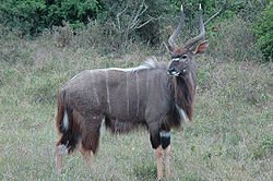 250px-Nyala_Male.jpg