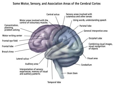 brain_areas_illus19a.jpg