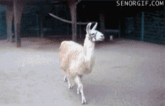goat-is-fabulous-lol.gif