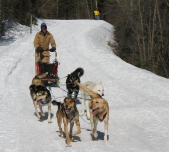 dog_sled_race_01.jpg